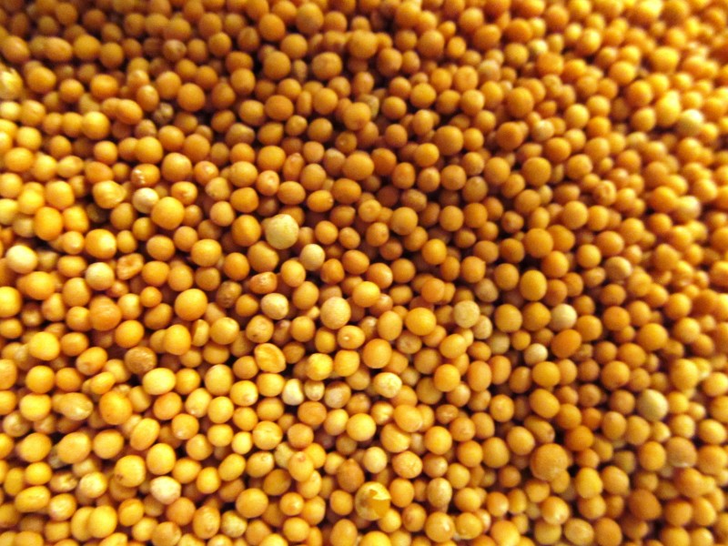 Gorčična semena - rumena EKO* 30 g