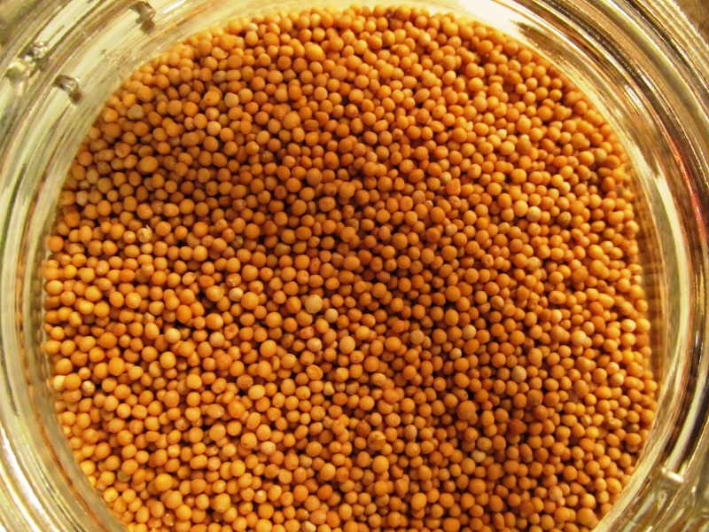 Gorčična semena - rumena EKO* 30 g