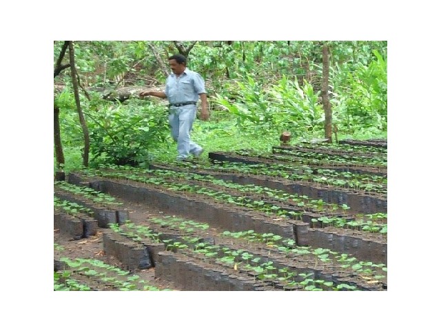 Kava Honduras MARCALA